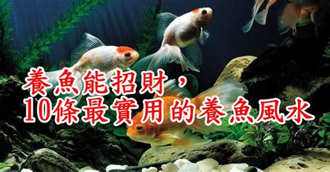 招財魚數量|養魚能招財，10條最實用的養魚風水（你一定要知道）。